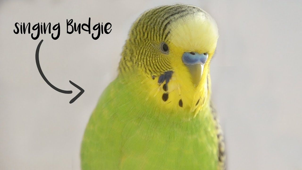 images/budgie.jpg